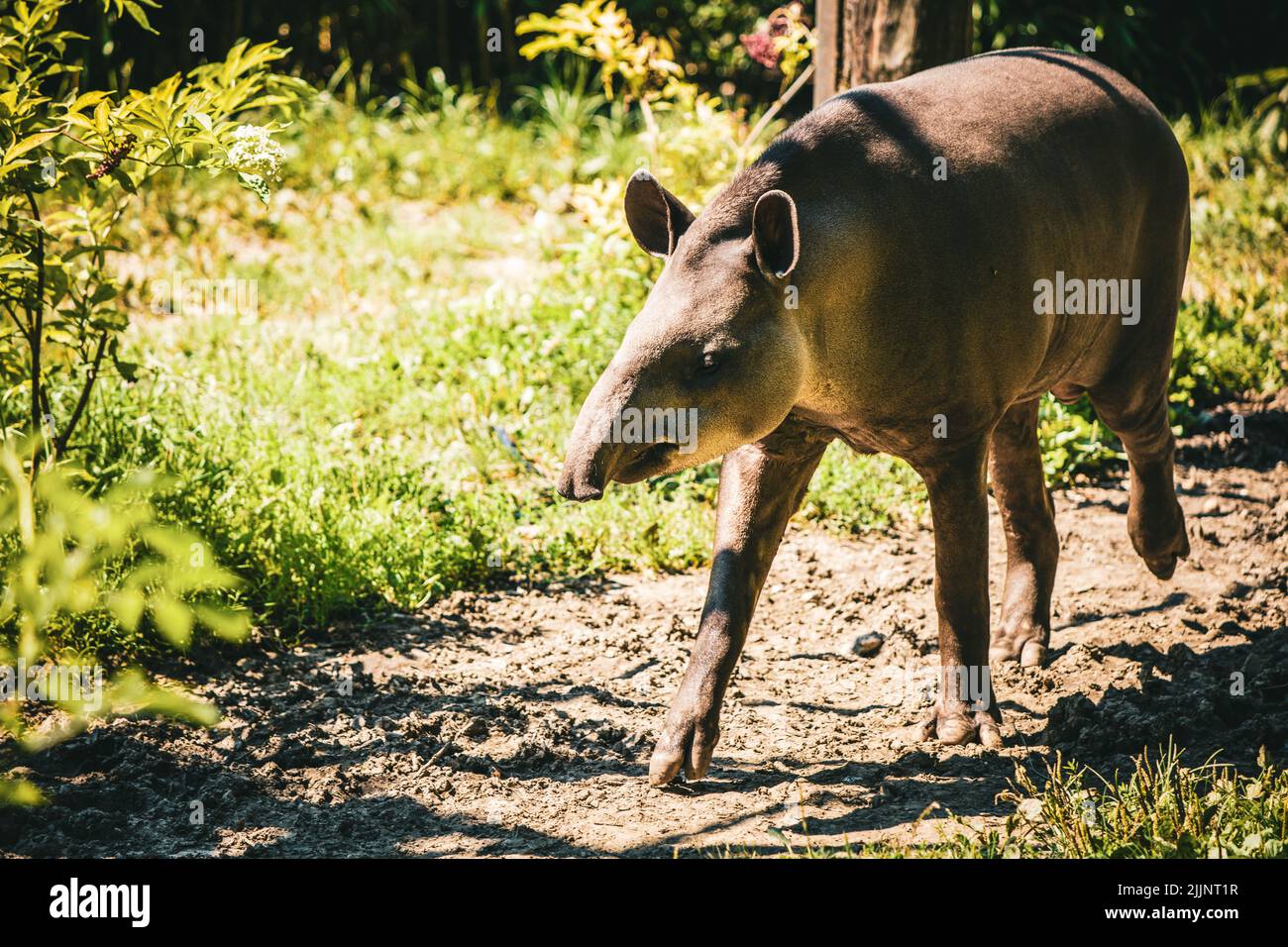 Cute tapir hi-res stock photography and images - Alamy, image size:1300x956