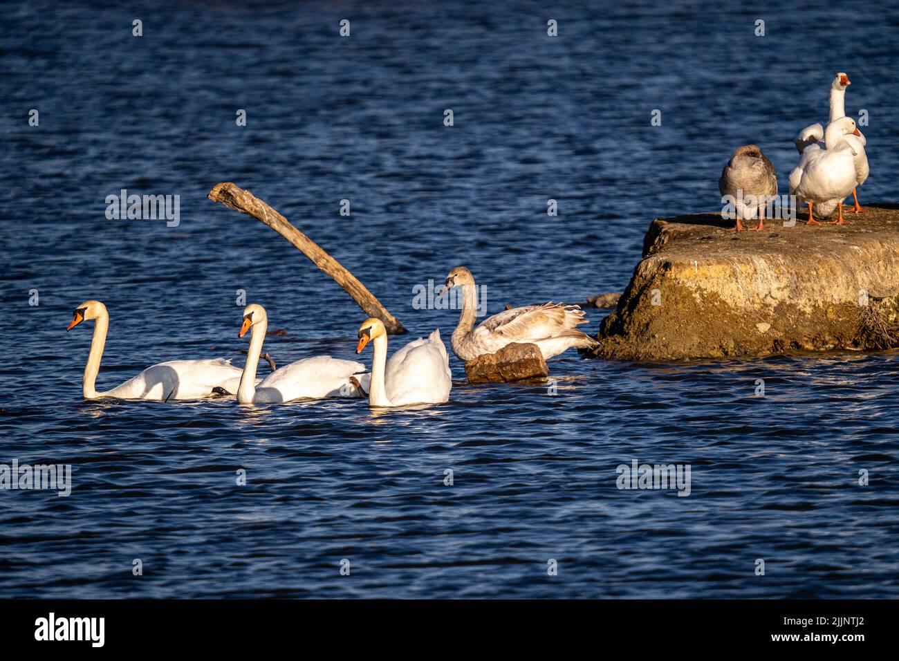 A beautiful view of graceful swans floating in the lake Stock Photo