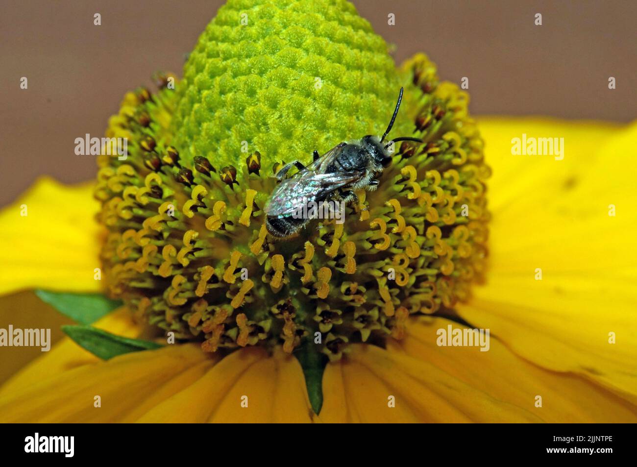 Ceratina cyanea ist eine Biene aus der Familie der Apidae. Stock Photo