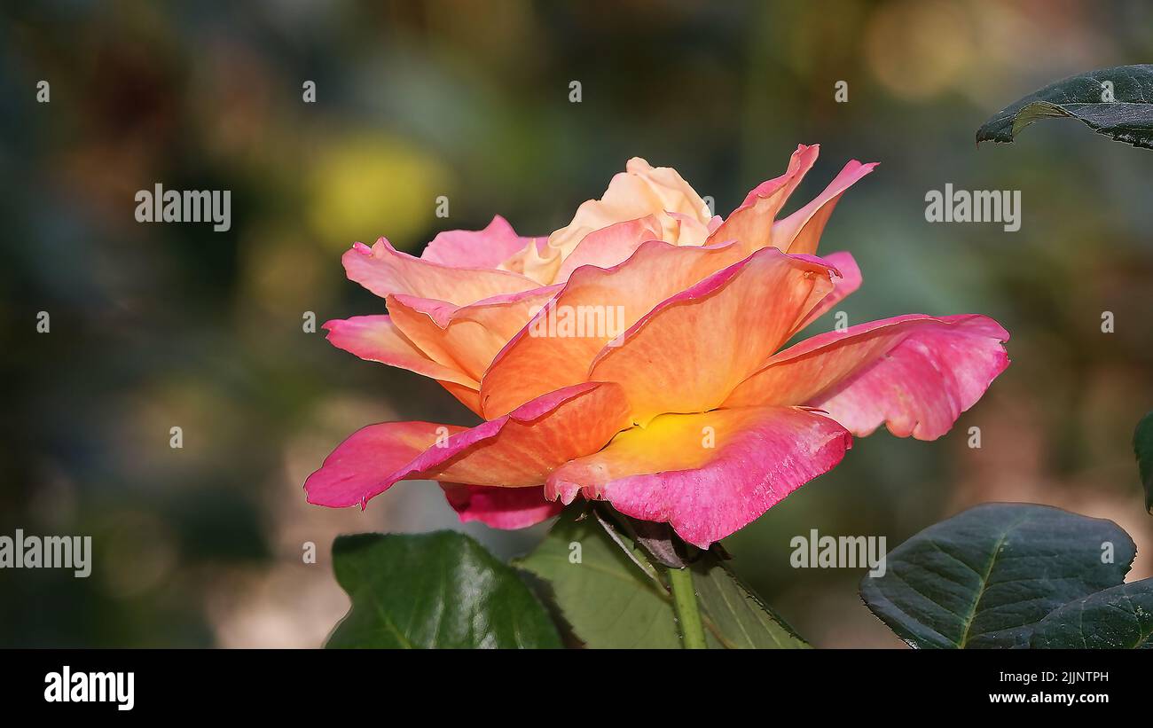 Roses of different varieties and species close-up Stock Photo