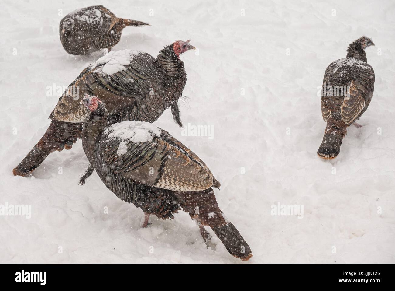 Wild turkeys in Massachusetts Stock Photo Alamy