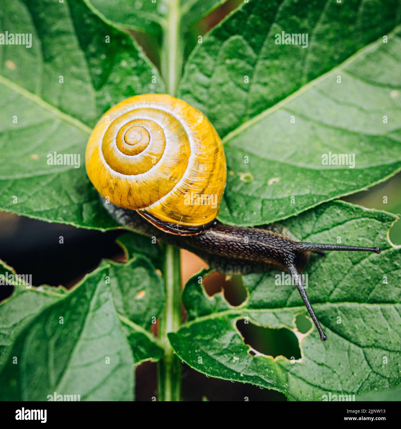 Closeup of a snail on a leaf, Ireland Stock Photo Alamy