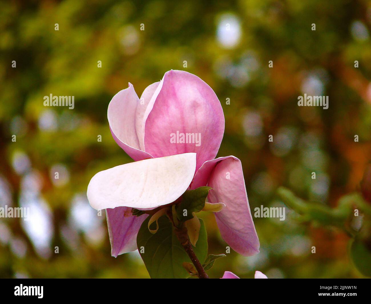 Tulip tree with flowers Stock Photo Alamy