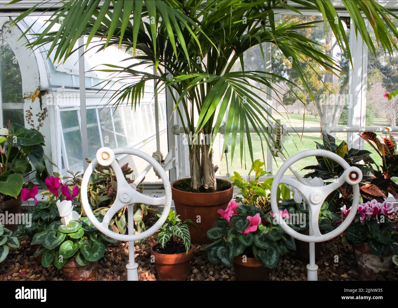 In the greenhouse - plants sit in window of conservatory with two victorian wheel cranks to open windows and a view of outside Stock Photo