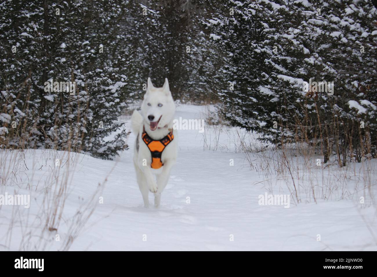 A white laika dog running from a forest in winter Stock Photo - Alamy