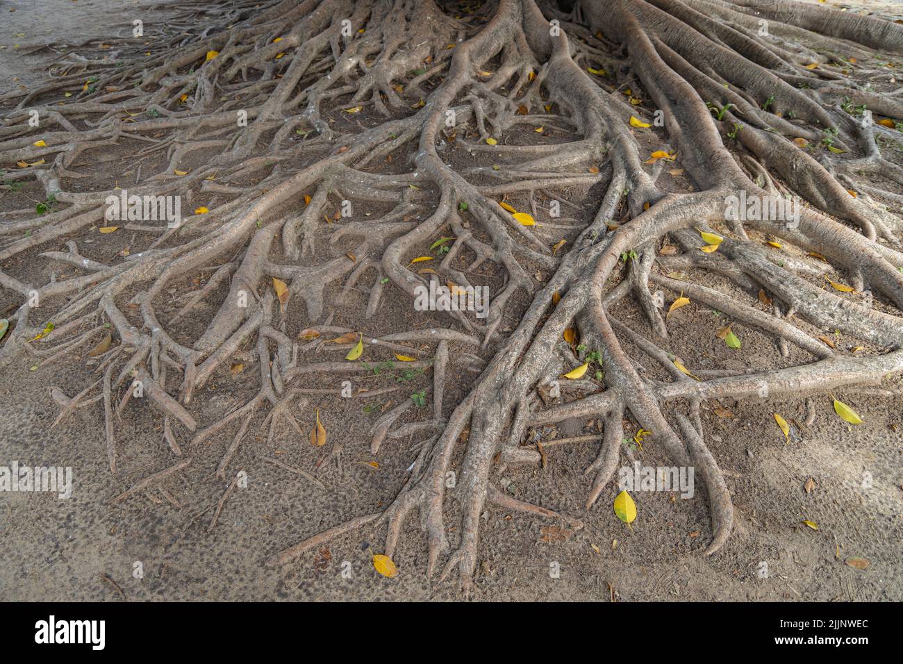 Roots of an ombu (Phytolacca dioica Stock Photo - Alamy