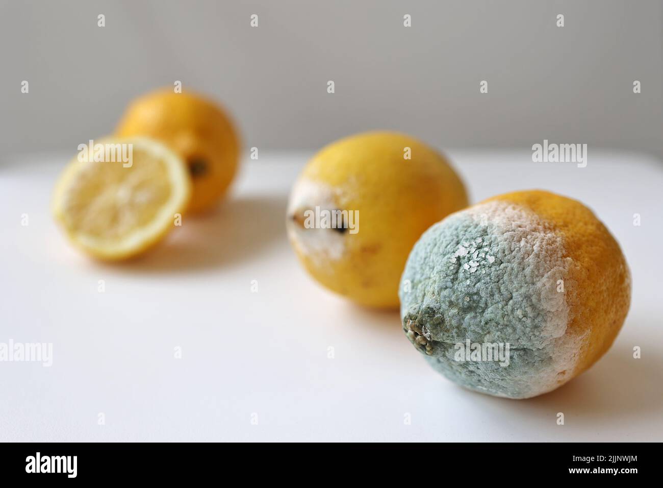 Rotting Close Up Old Fruits With Green And Blue Mold Fungus On