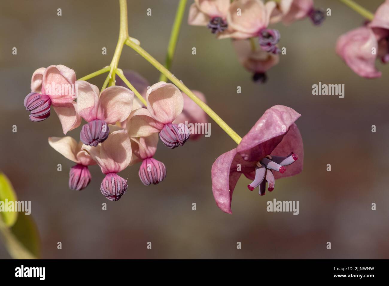 Close up of flowers on a chocolate vine (akebia quinata) plant Stock ...