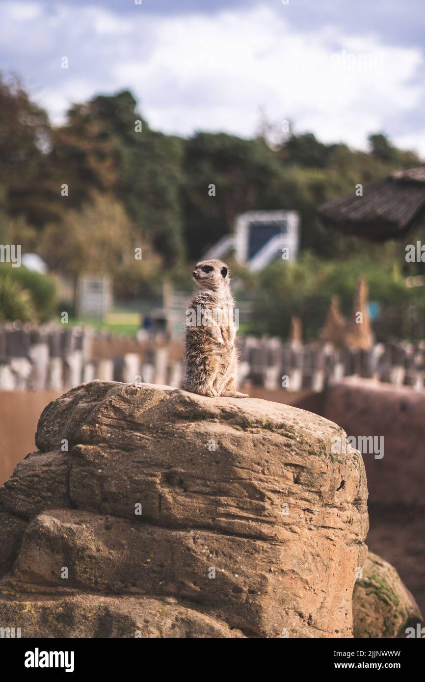 A vertical shot of meerkat sitting on the rock in Yorkshire wildlife park Stock Photo