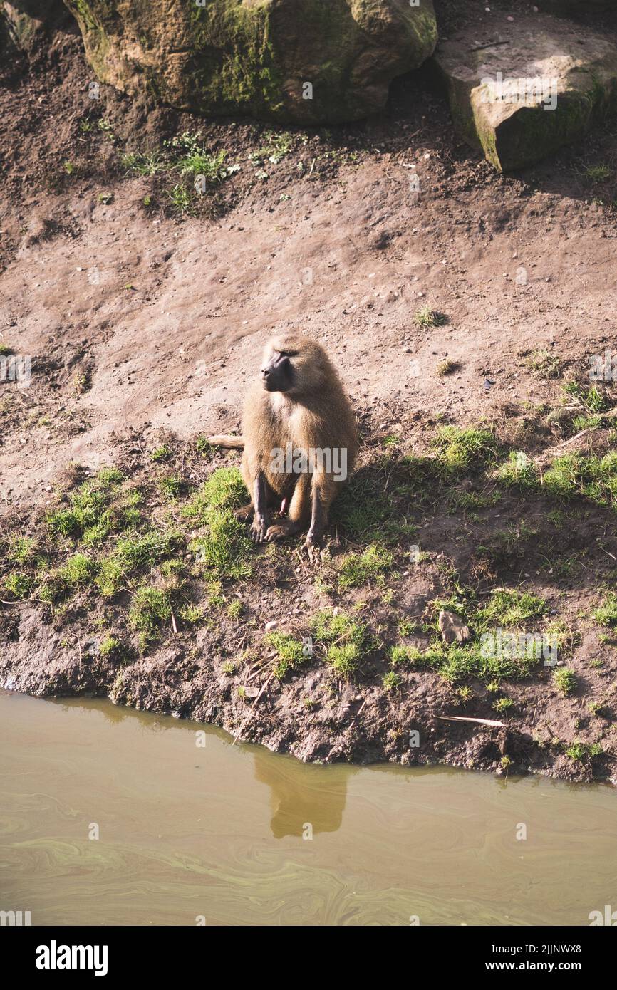 A vertical shot of Guinea baboon monkey sitting near the turbid water in Yorkshire wildlife park Stock Photo