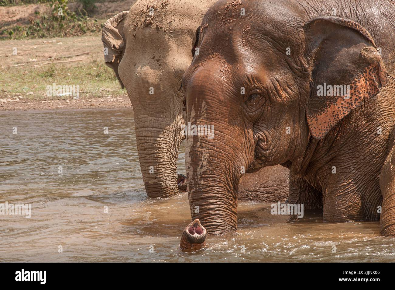 Family of elephants taking a bath in the river in a wildlife reserve