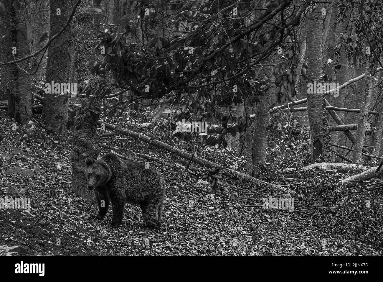 A shallow focus grayscale shot of a grizzly bear walking on fallen autumn leaves on the ground of the forest Stock Photo