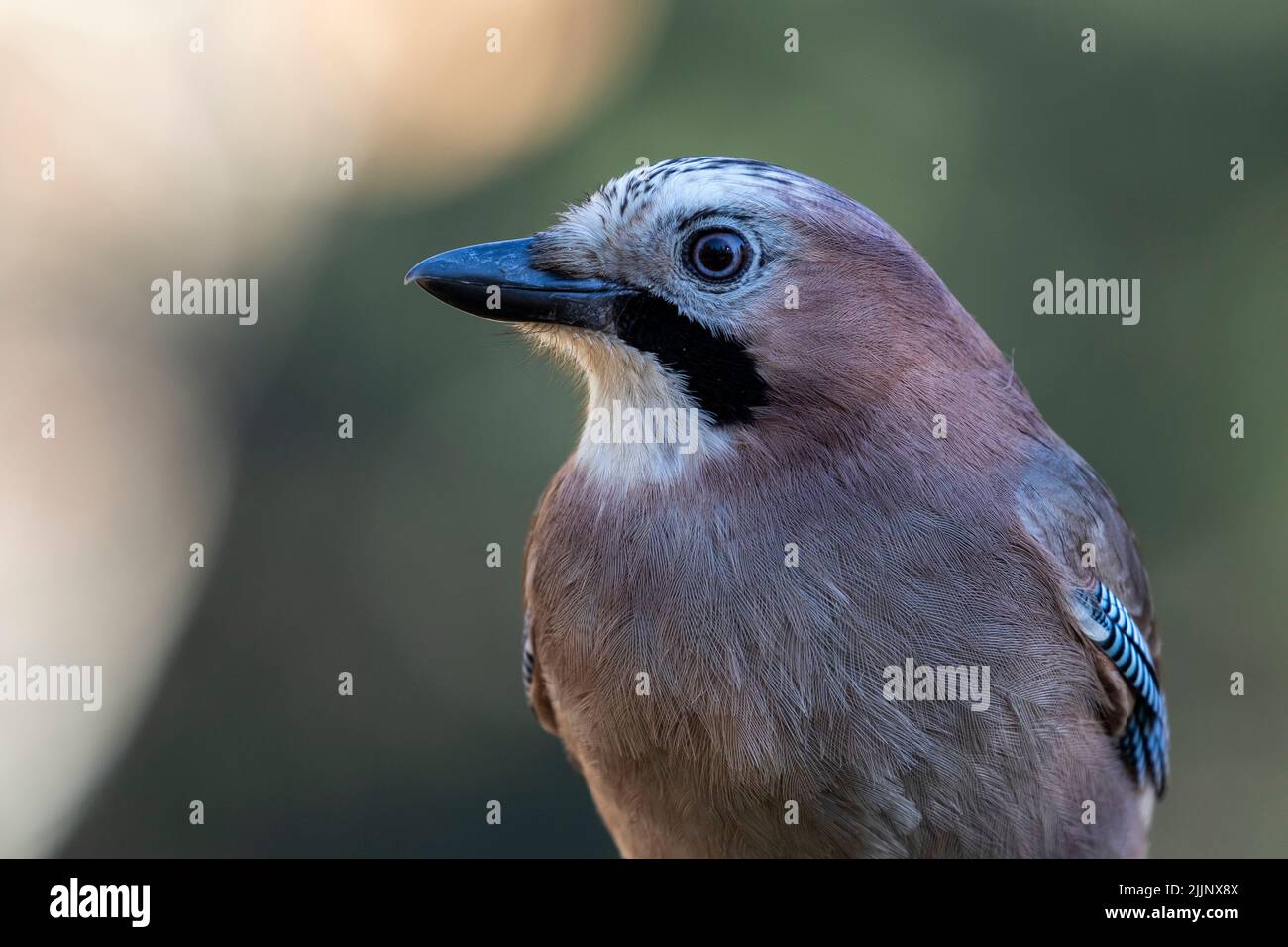 Portrait of Eurasian Jay (Garrulus glandarius) on an unfocused background Stock Photo
