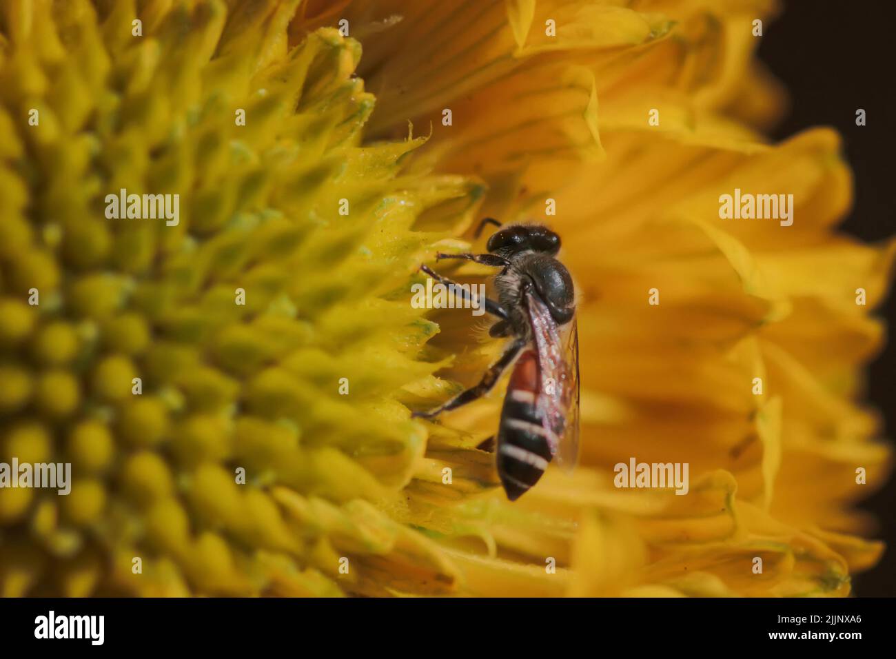Honey bee getting nectar from flower. Used selective focus. Stock Photo