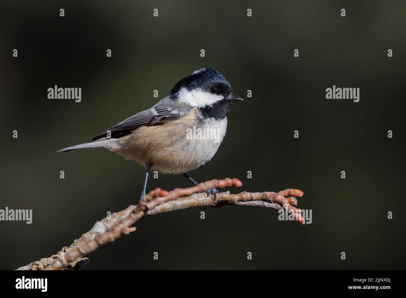 Selective focus of a Coal tit (Periparus ater) perched on a branch against an out of focus background. Stock Photo