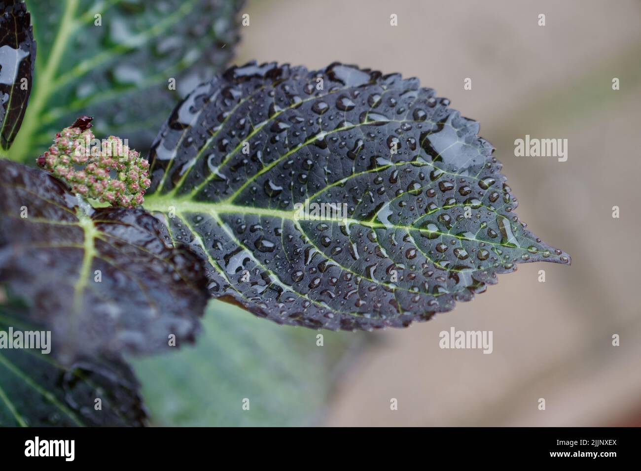 Purple leaf water hi-res stock photography and images - Alamy