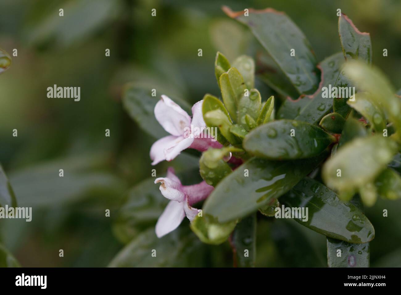 A close-up shot of a Daphne tangutica isolated on a blurred background Stock Photo