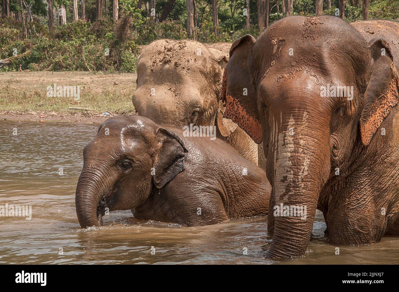 Family of elephants taking a bath in the river in a wildlife reserve
