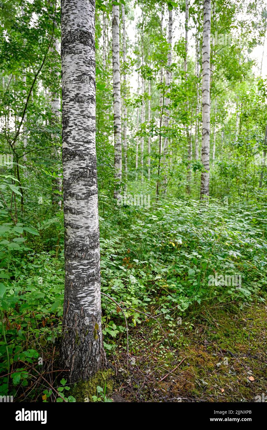 White tree trunk of birch in forest Stock Photo