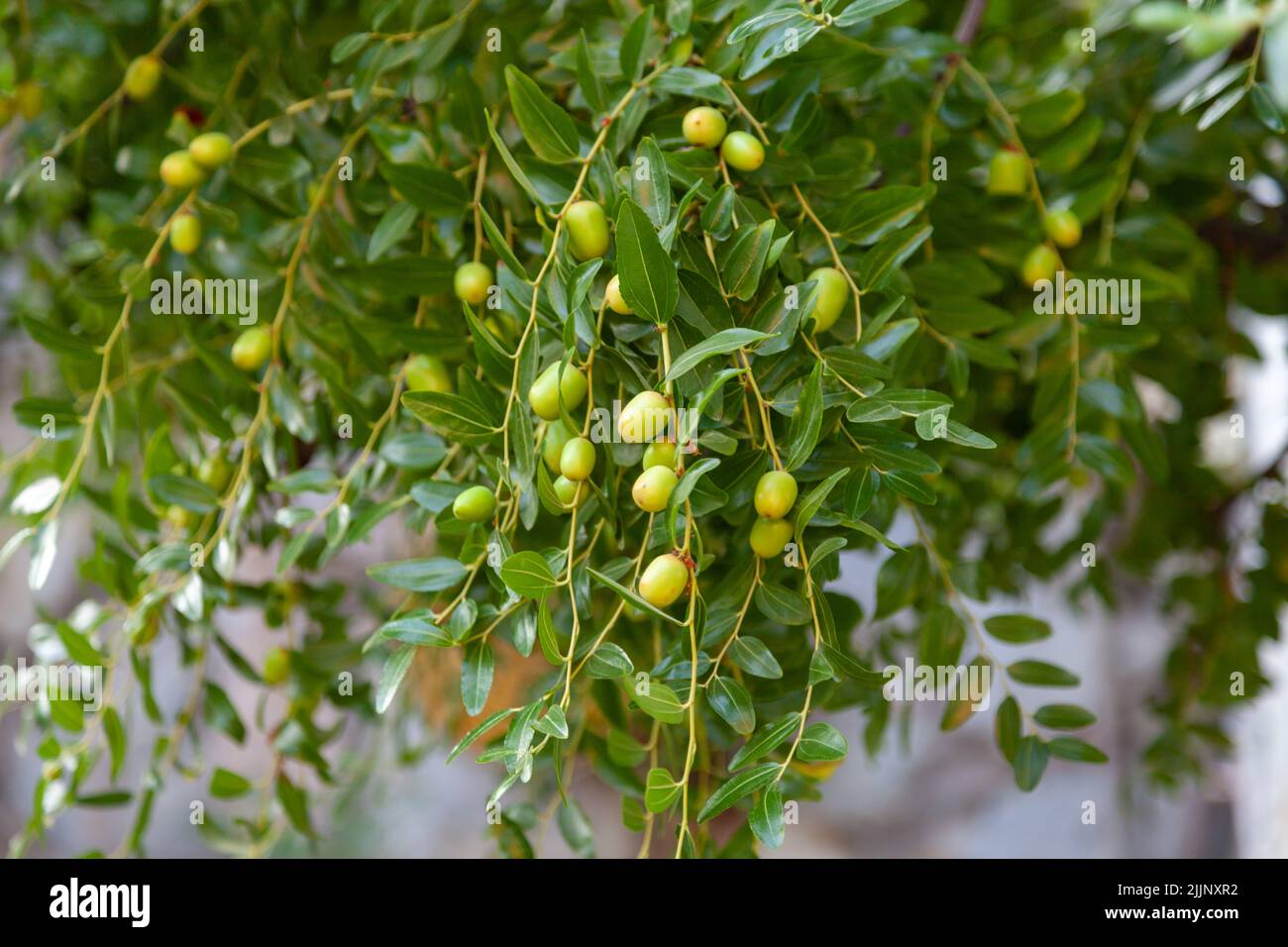 Young miracle fruit hires stock photography and images Alamy