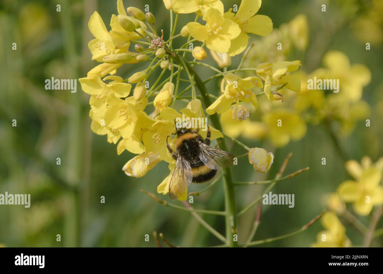 A macro of a bee collecting pollen from a yellow flower Stock Photo