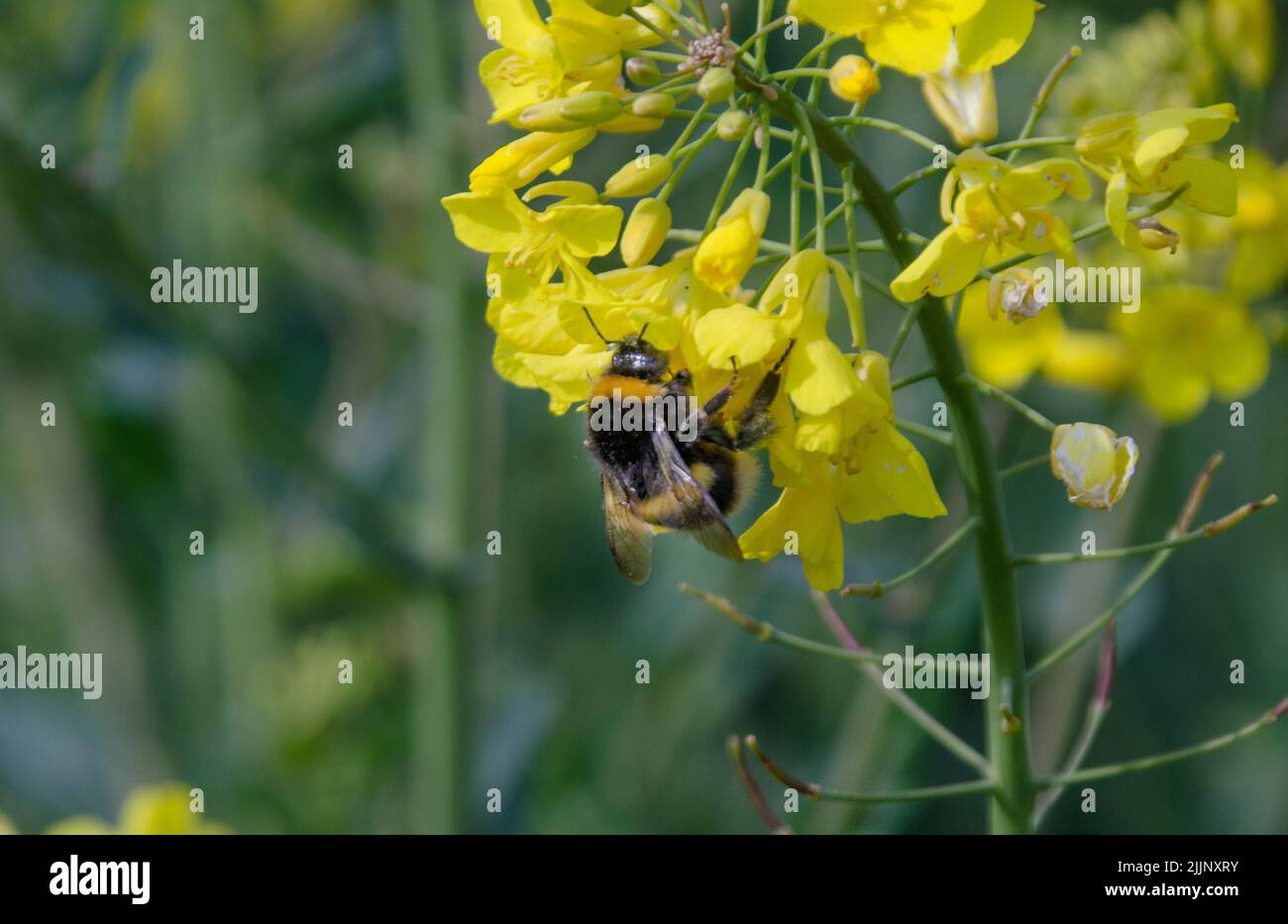 A macro of a bee collecting pollen from a yellow flower Stock Photo - Alamy