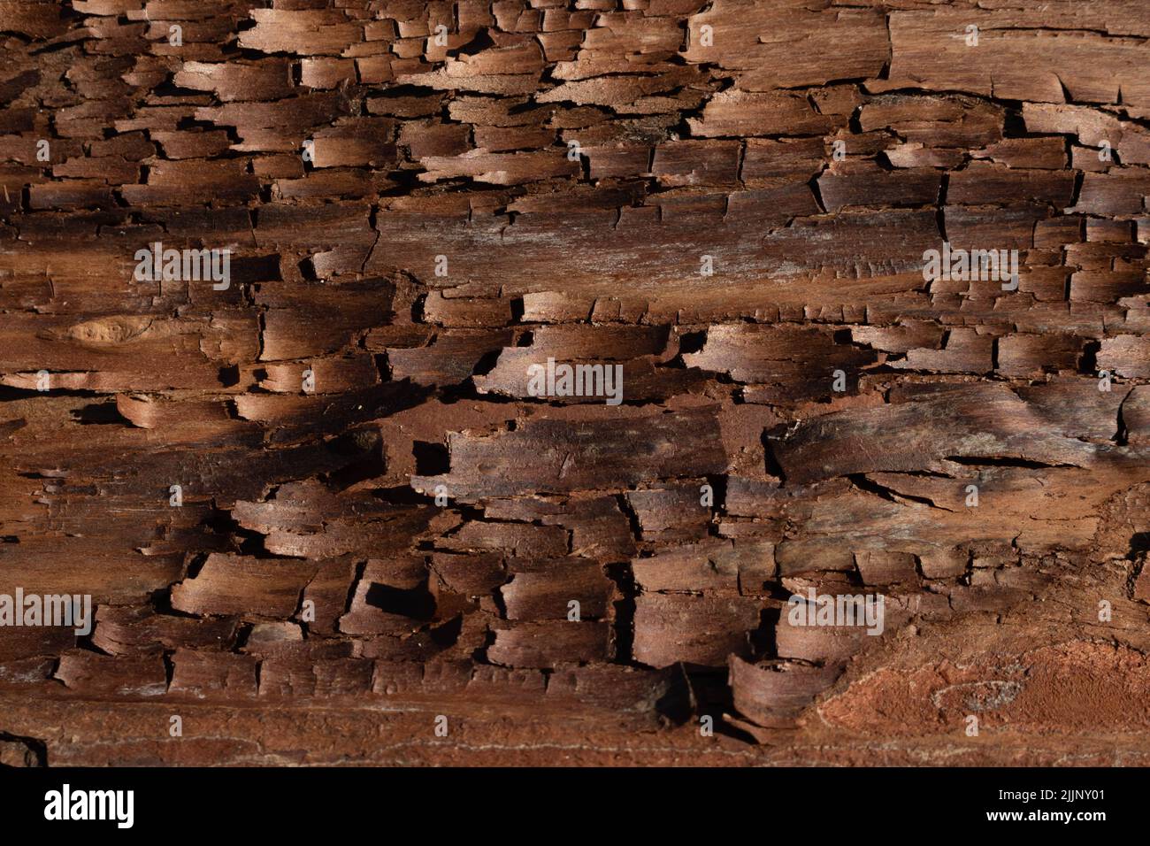 The bark pattern is a seamless wood texture. For background woodwork, brown hardwood bark. Stock Photo