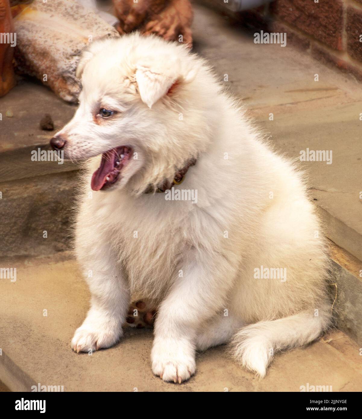 Nine month old white fluffy American Eskimo puppy  sitting on outdoor steps looking like he is laughing Stock Photo