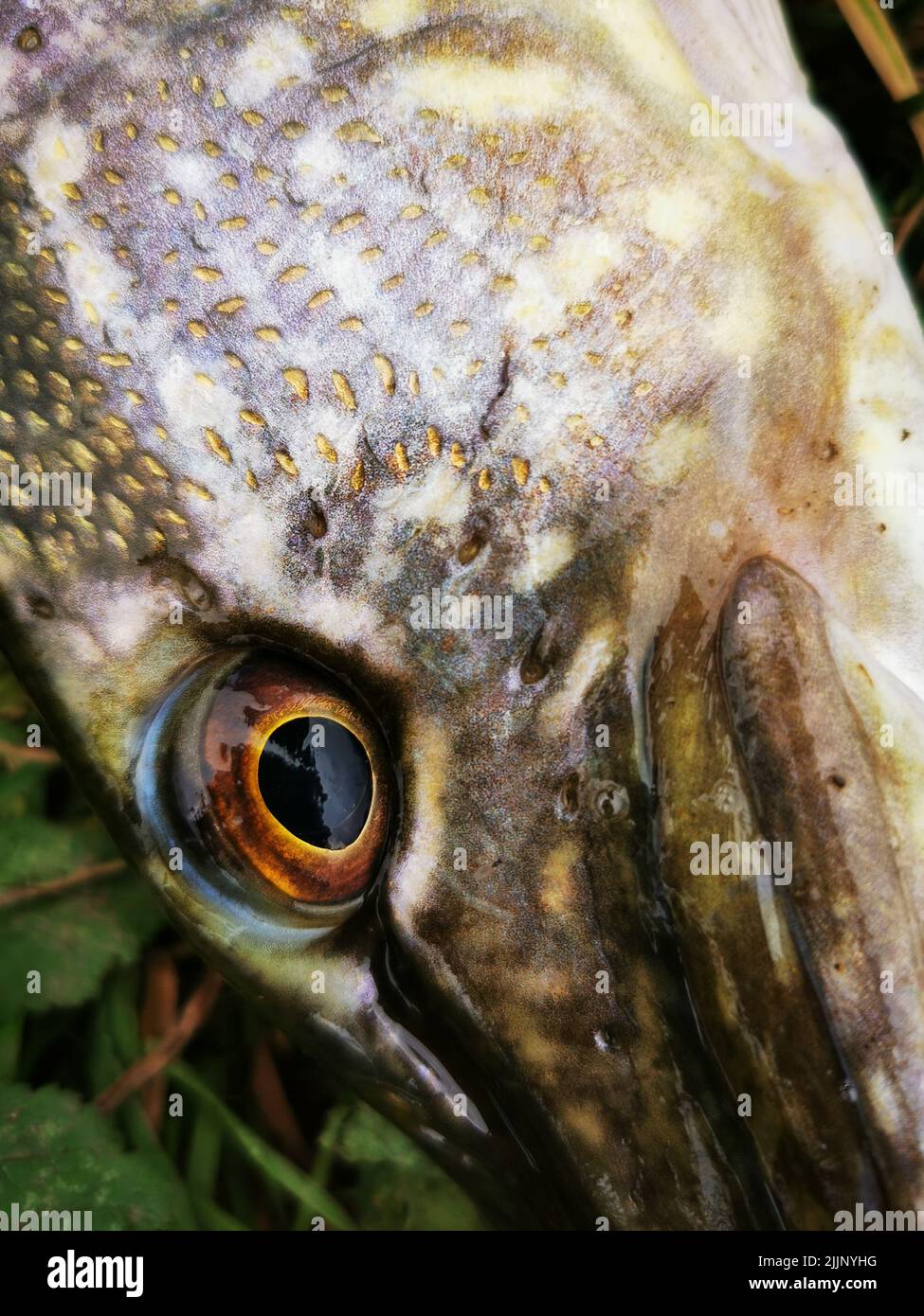A vertical closeup of the European perch eye. Perca fluviatilis. Stock Photo