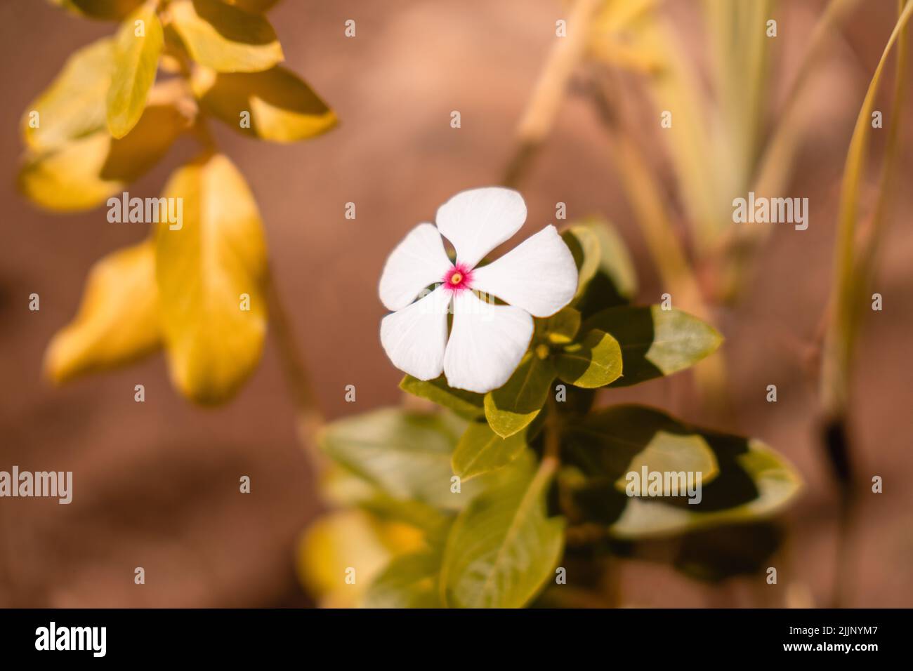 The Catharanthus roseus a white star flower with red center Stock Photo