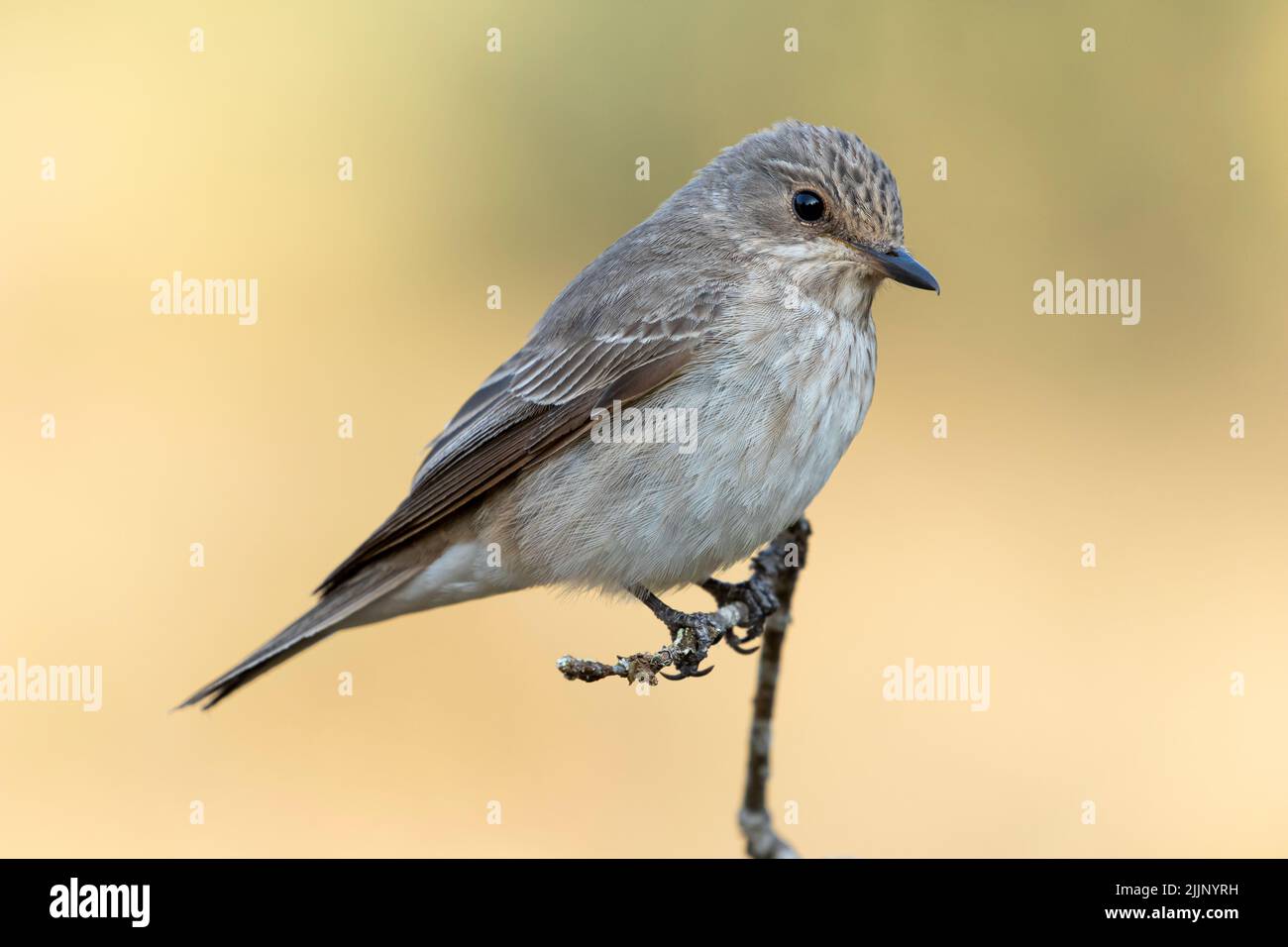 Spotted Flycatcher (Muscicapa striata) perched on a vertical thin branch in nature on a blurred ocher background Stock Photo