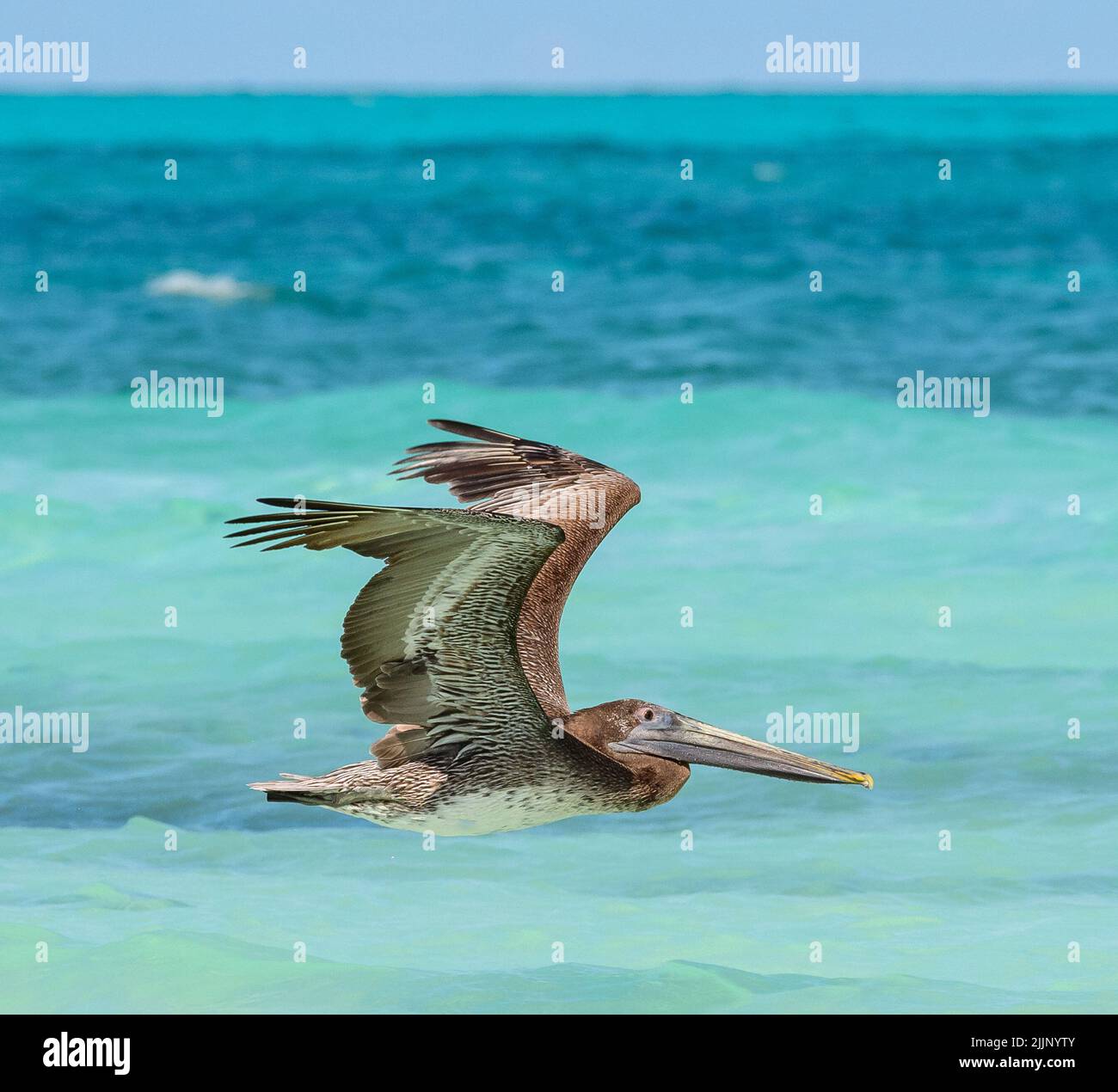 A Cuban Pelican in flight over caribbean ocean aqua waters Stock Photo