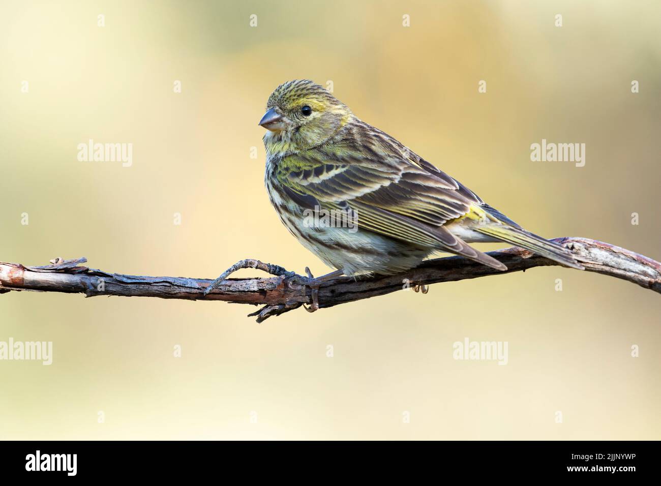 Female European Serin (Serinus serinus) perched on a thin dry branch on a uniform ocher background in nature Stock Photo