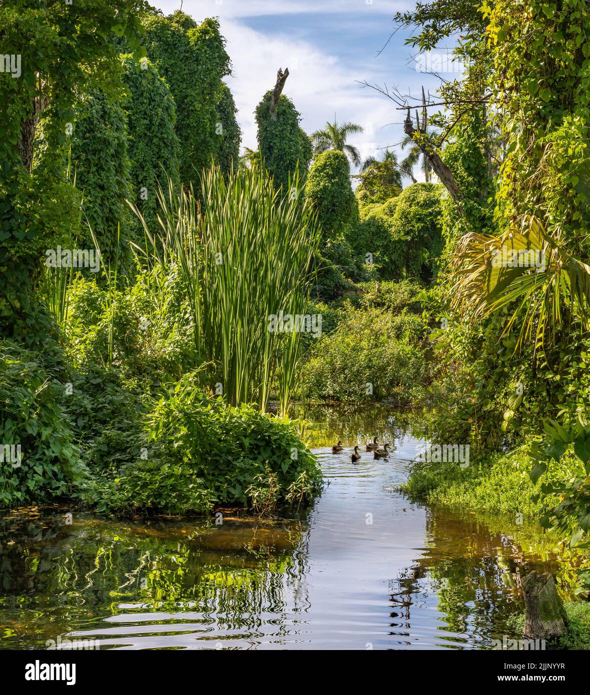 Jungle pond hi-res stock photography and images - Alamy
