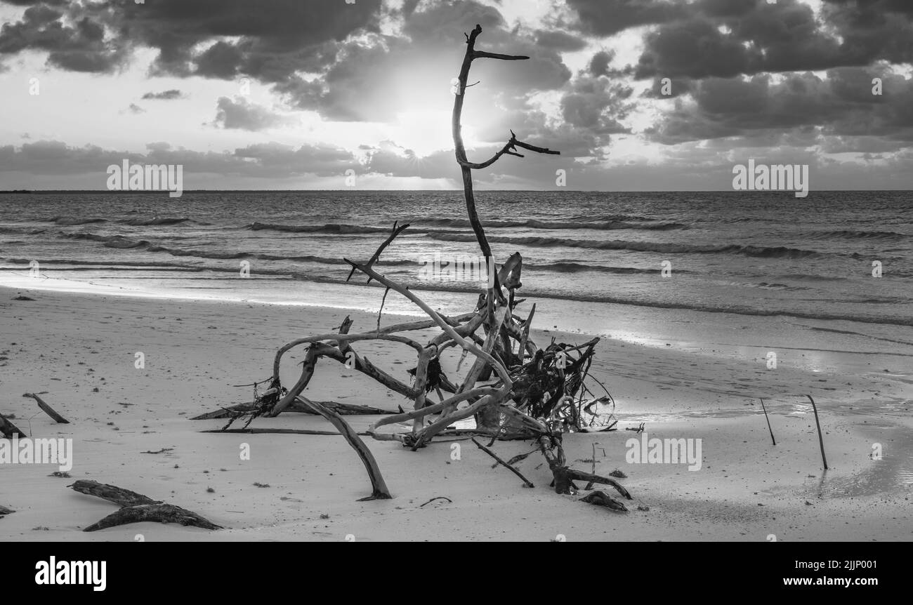 Cuban, caribbean sunset with beach driftwood at sunset in black and white Stock Photo