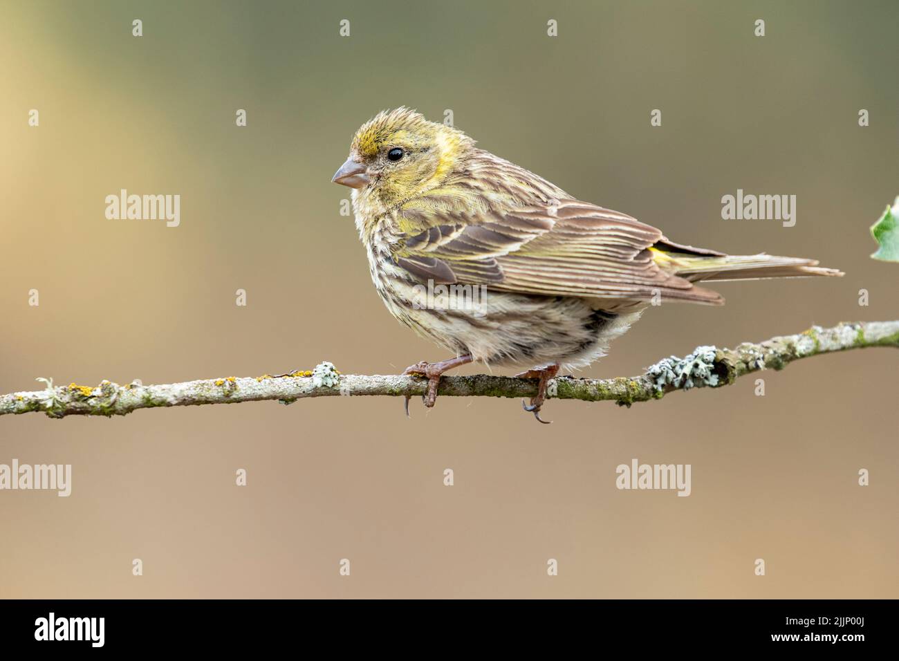 Female European Serin (Serinus Serinus) Perched On A Dry Thin Branch On ...