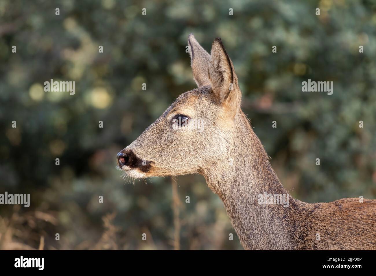 Close-up of female roe deer, Capreolus capreolus, standing on a background of bushes in summer Stock Photo