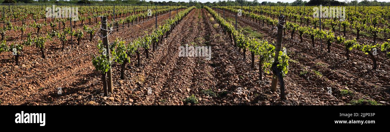 Rows of green grapevine growing in agricultural filed in countryside in summer on sunny day Stock Photo