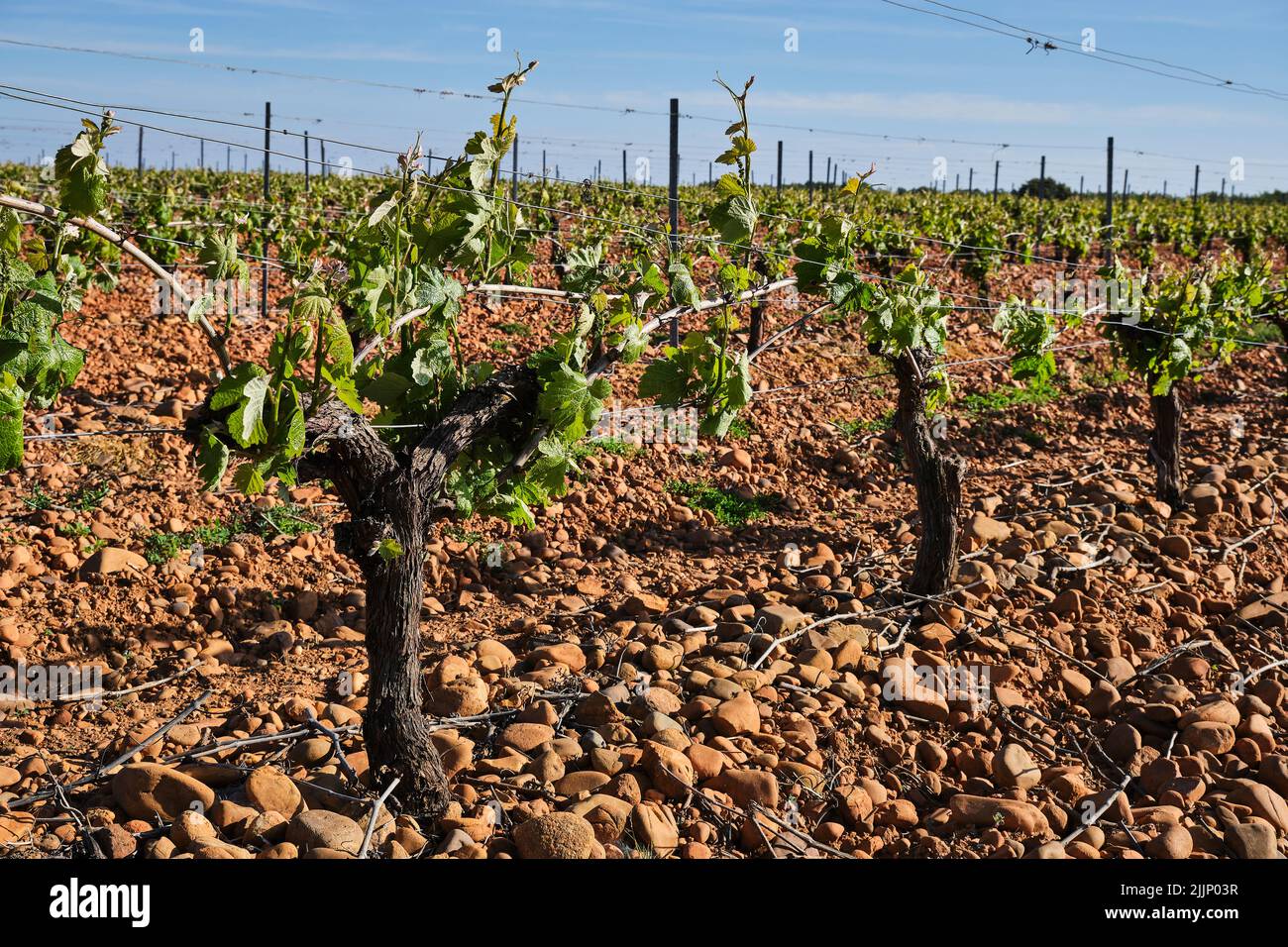 View of the rows of a vineyard growing under a blue sky in the countryside in spring Stock Photo