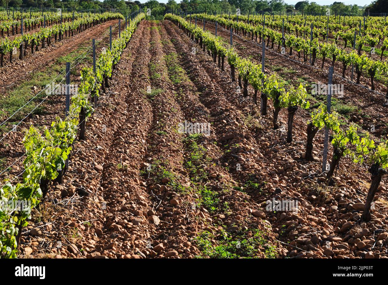 Picturesque scenery of rows of lush grapevines growing in vineyard on sunny day in countryside Stock Photo
