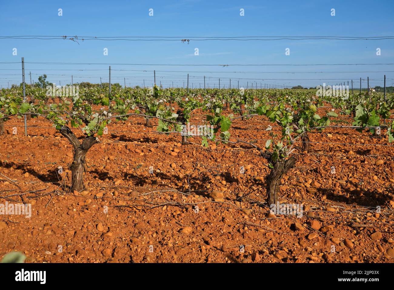 Scenic view of agricultural field with rows of grapes growing under blue sky in countryside in summer Stock Photo