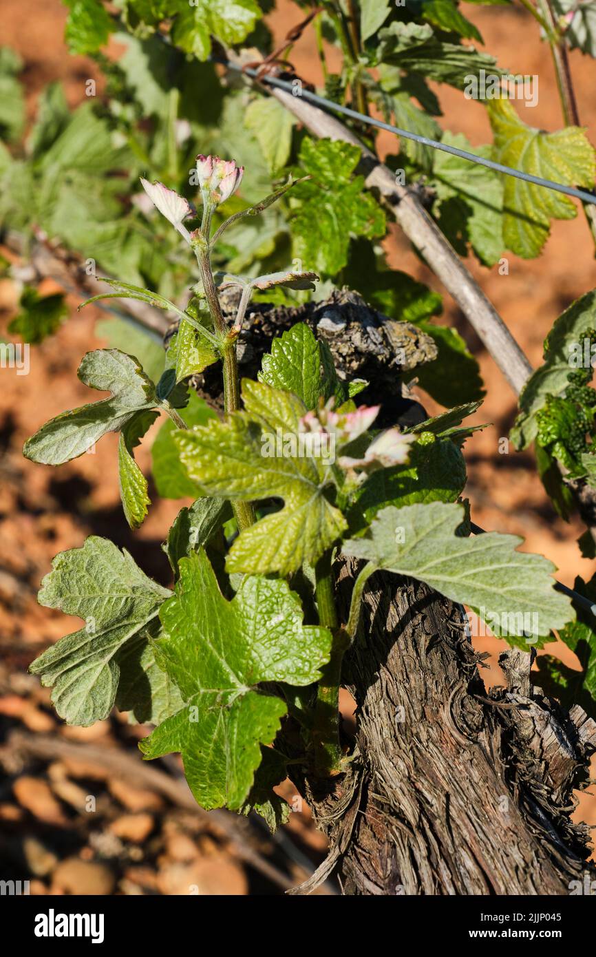 Selective focus of the first shoots of the vineyard in spring. Stock Photo