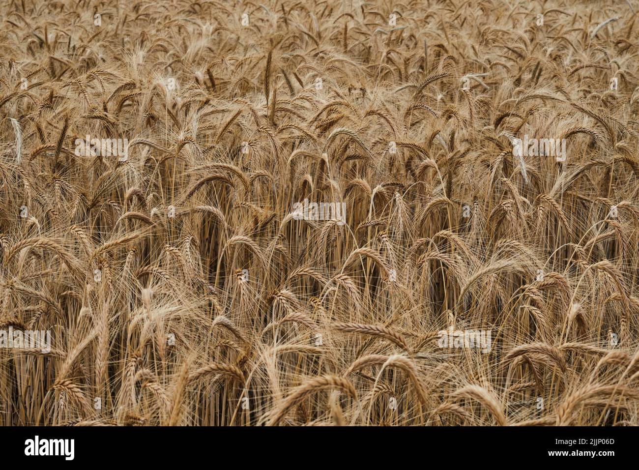 Full frame background of dry rye growing in agricultural field in harvest season in autumn Stock Photo