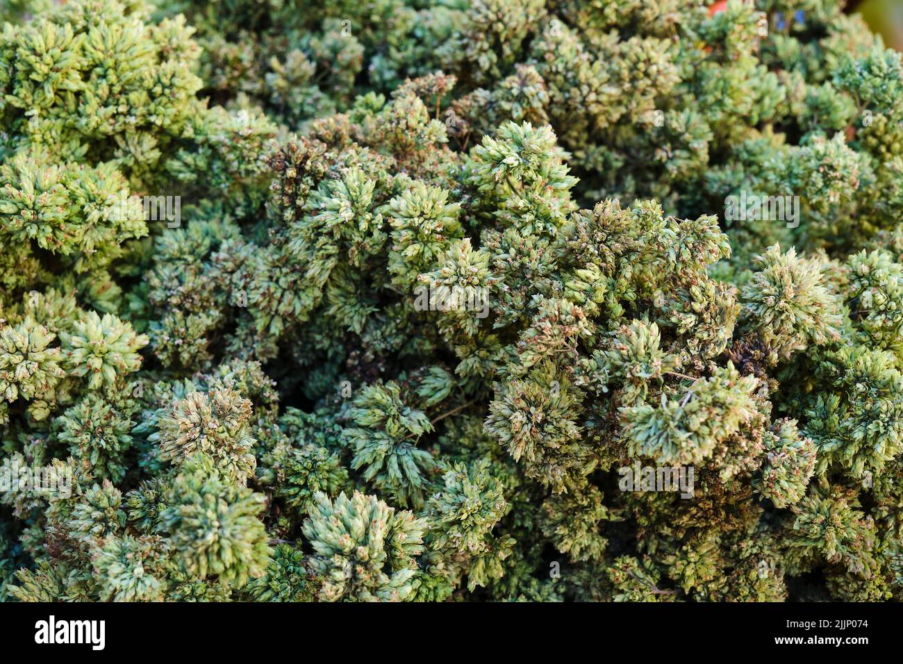 Close-up of a sprig of Sicilian dried oregano, aromatic spice. Organic foods Stock Photo