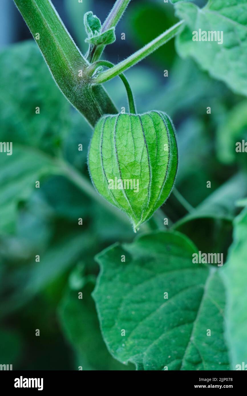 Vertical closeup of green boxes of physalis alkekengi, growing on the plant. Stock Photo