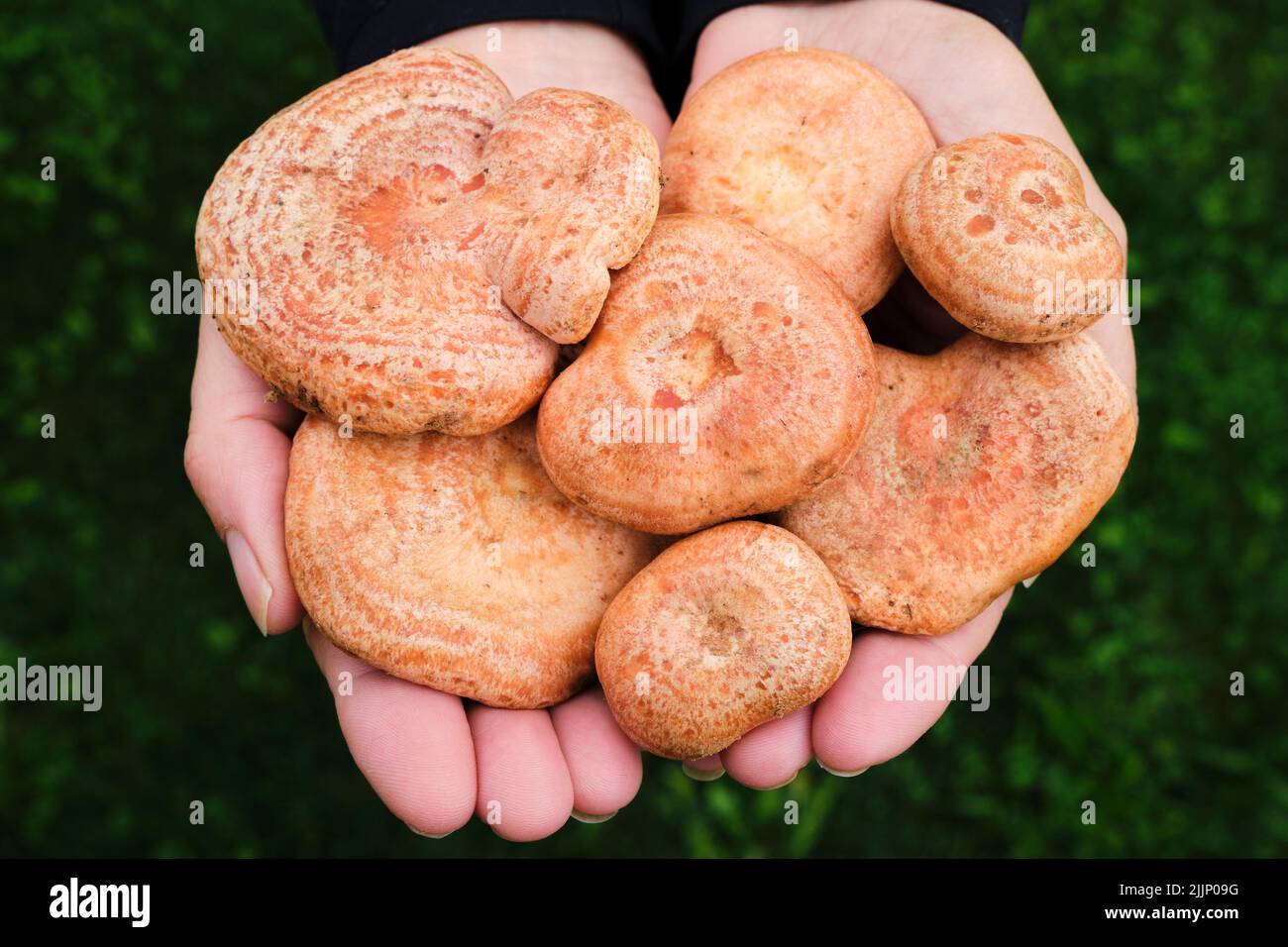 Top view of anonymous female demonstrating handful of fresh mushrooms picked in woods Stock Photo