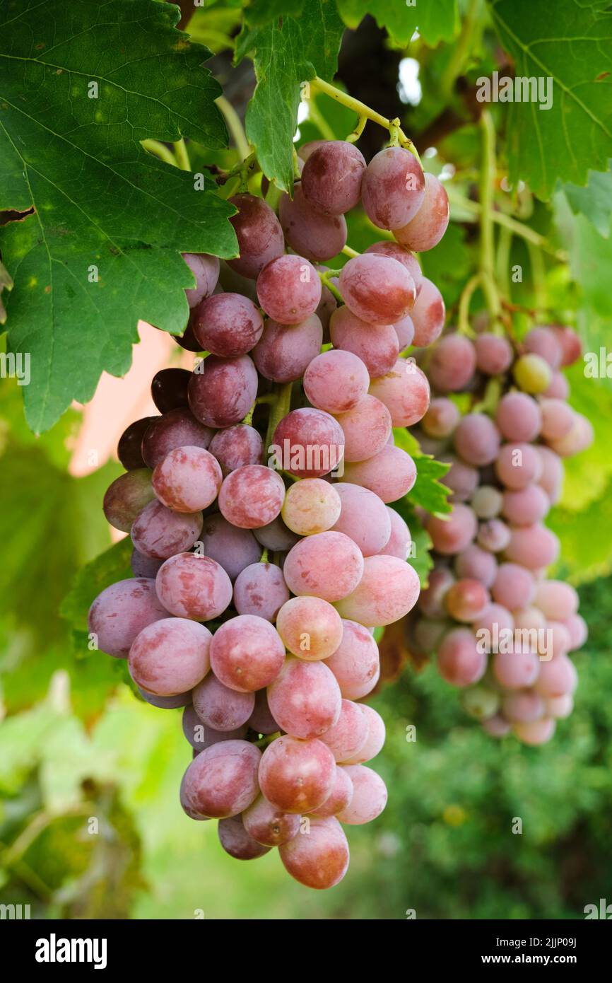 Two large bunches of pink grapes hang from a vine in autumn in the countryside Stock Photo