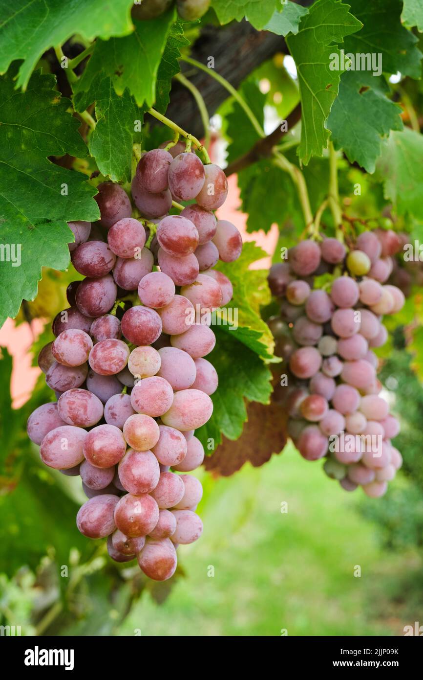 Cluster of ripe pink grape growing on vine in lush vineyard in countryside Stock Photo