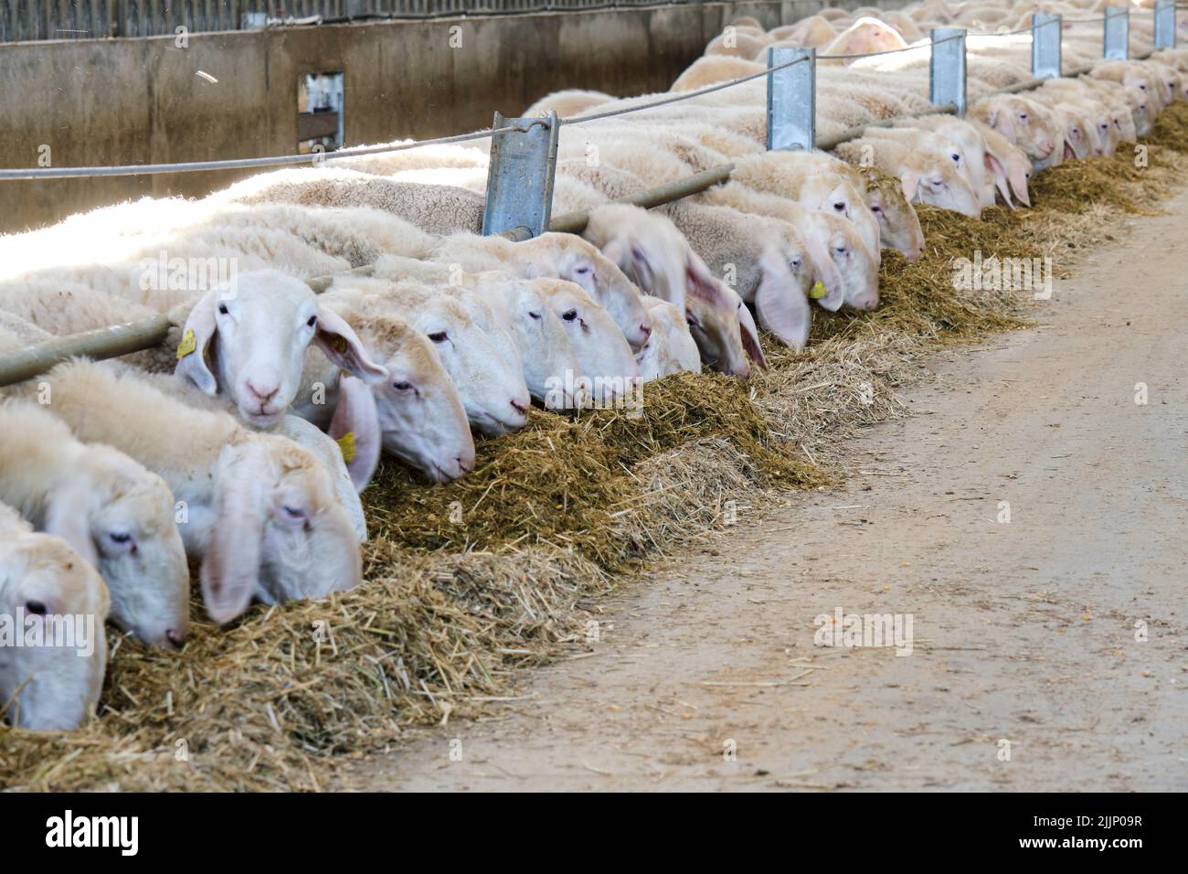 Close-up of some sheep eating hay in the stable behind an iron fence Stock Photo