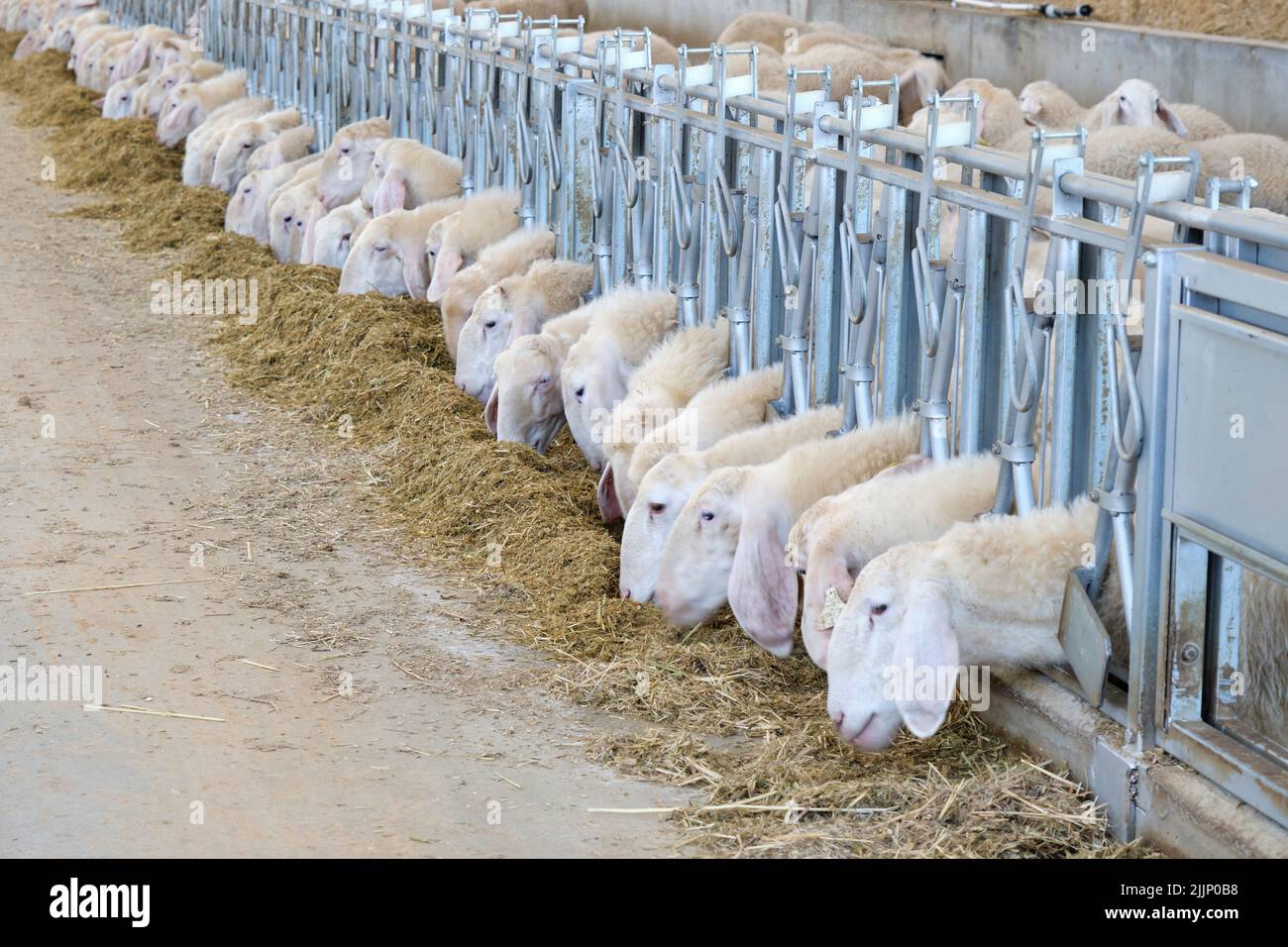 Group of white sheep feeding on hay in the stable behind a metal fence Stock Photo